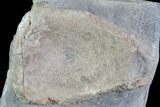 Juvenile Ichthyosaur Vertebra in Rock - South Wales #86661-2